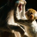 Dampak Positif Penertiban Kesehatan bagi Lansia di Kota Tomohon